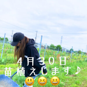 ワイン用ブドウの苗を植えます🌱