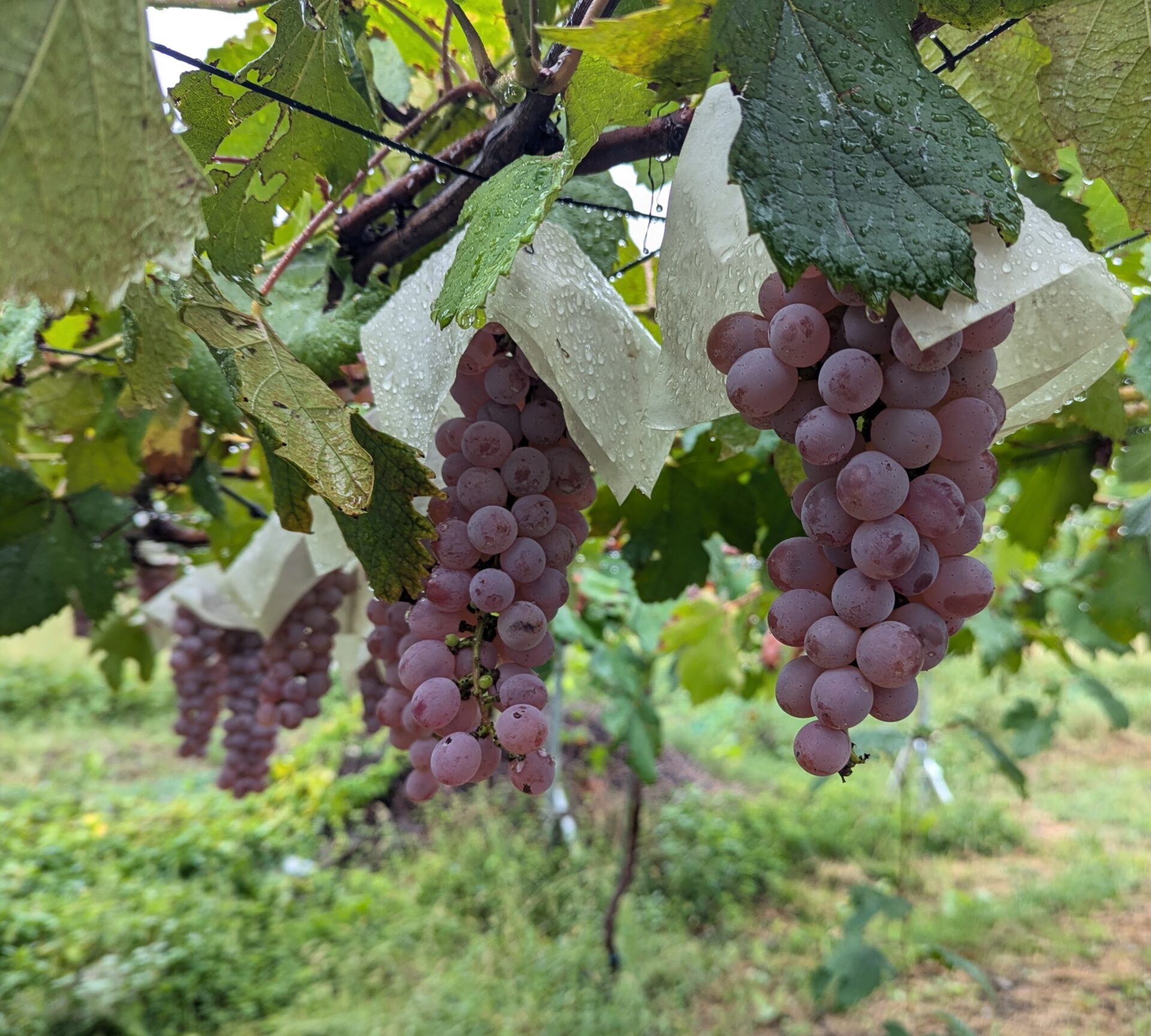 ぶどう栽培2024年9月22日 - 株式会社ヴィンヤード多摩公式サイト－東京