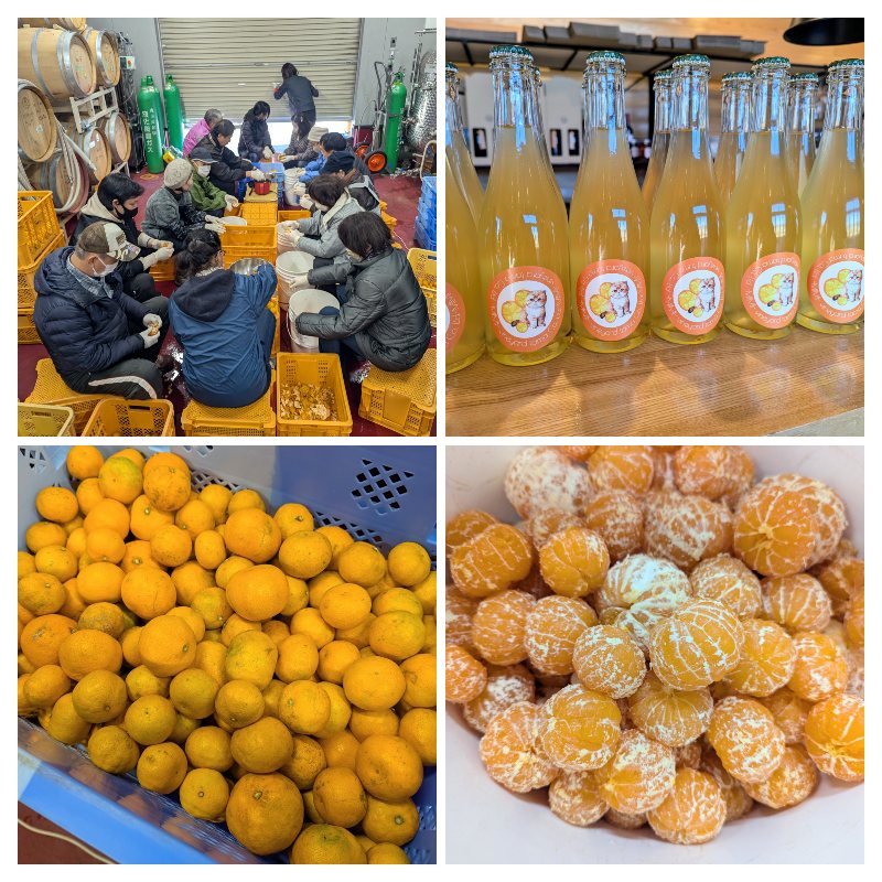 みかんワイン（MIMI）製造中 - 株式会社ヴィンヤード多摩公式サイト