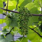ブドウ栽培2025年6月8日(日)