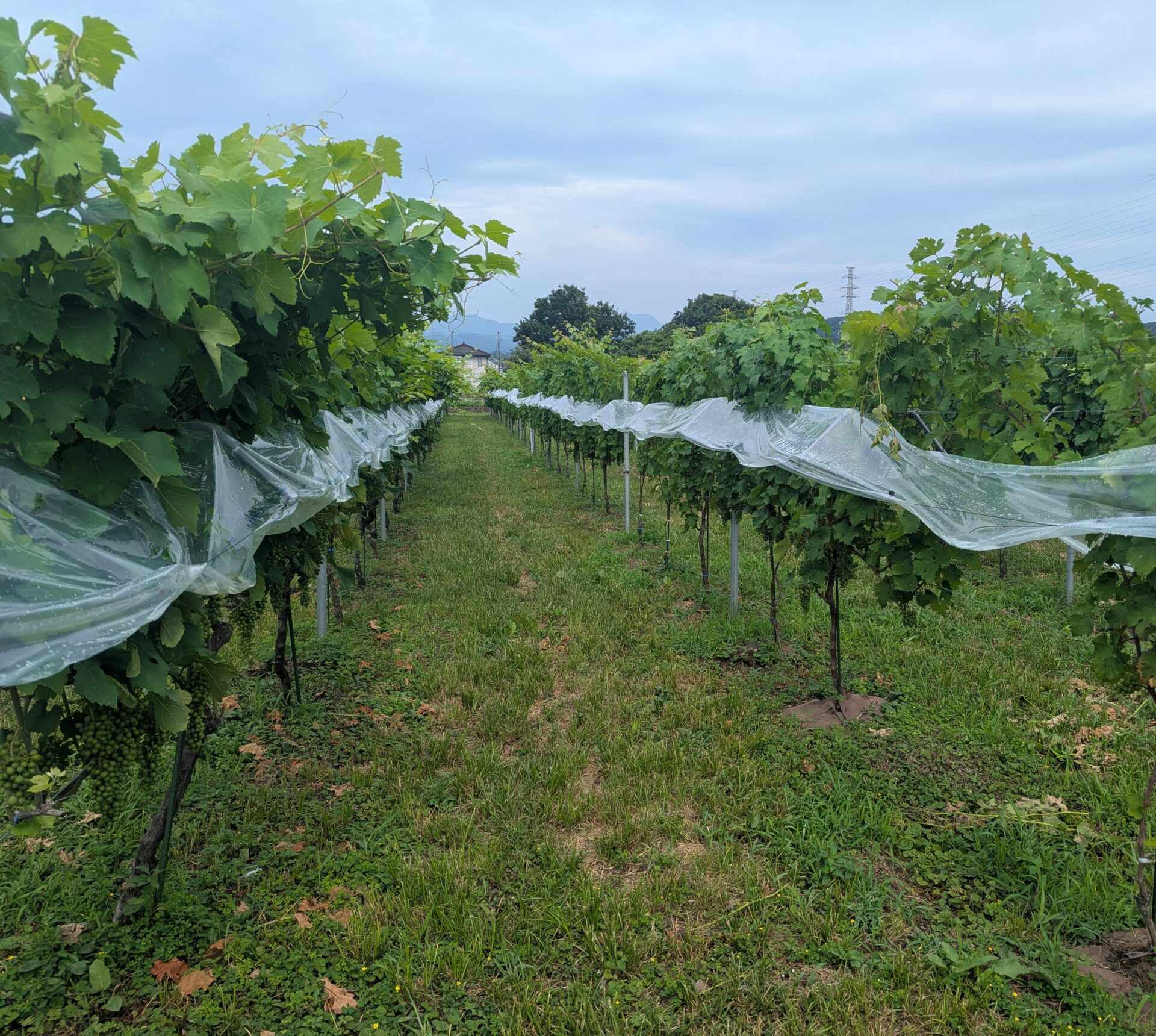 山葡萄蔓　宮城県2025年 山葡萄蔓 宮城県2025年 山葡萄蔓 宮城県2025年 山葡萄蔓 宮城県