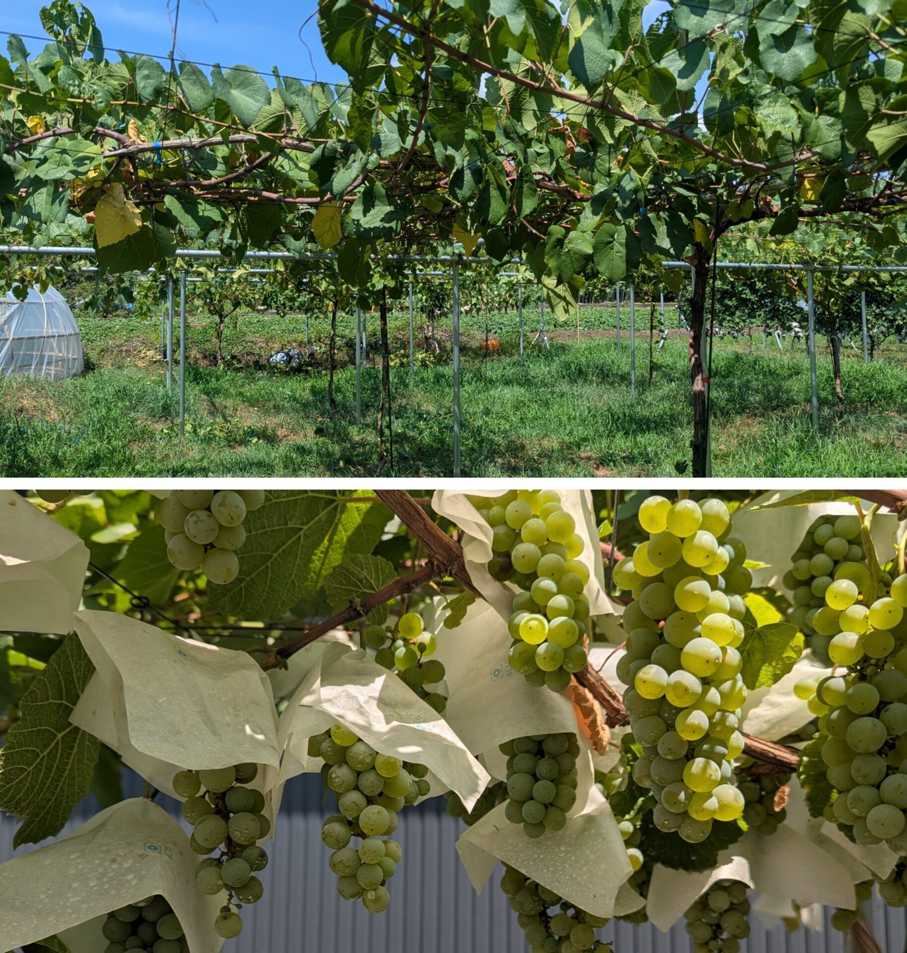 5011e355ef67754063d733f744264c