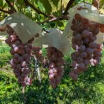 <span class="title">ぶどう狩り体験🍇のご案内</span>