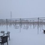 <span class="title">東京のワイナリーの雪景色</span>