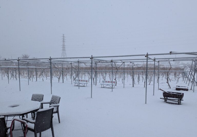 東京のワイナリーの雪景色