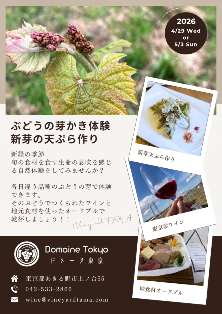 ぶどうの芽かき体験・新芽の天ぷら作り🍇