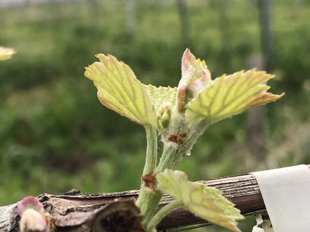 Domaine Tokyo Wine Club 2026 会員募集