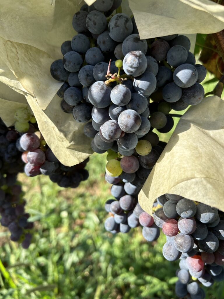 ワイン用ぶどうの傘かけと地域食材を使用したオードブルランチ🍇