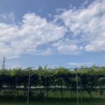 収穫ボランティア募集締め切りのお知らせ